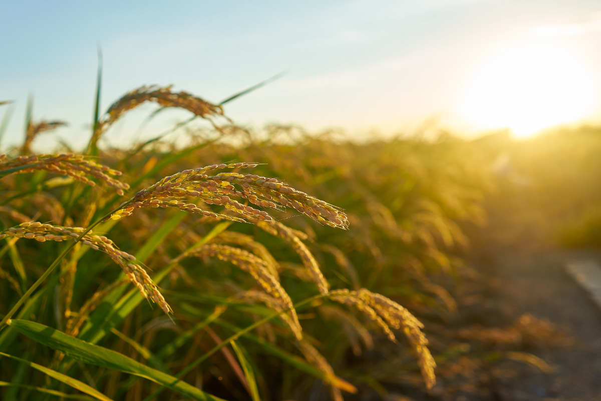 The Role of AgriTech Platforms in Accelerating Modernization and Enhancing Agricultural Productivity in Indonesia