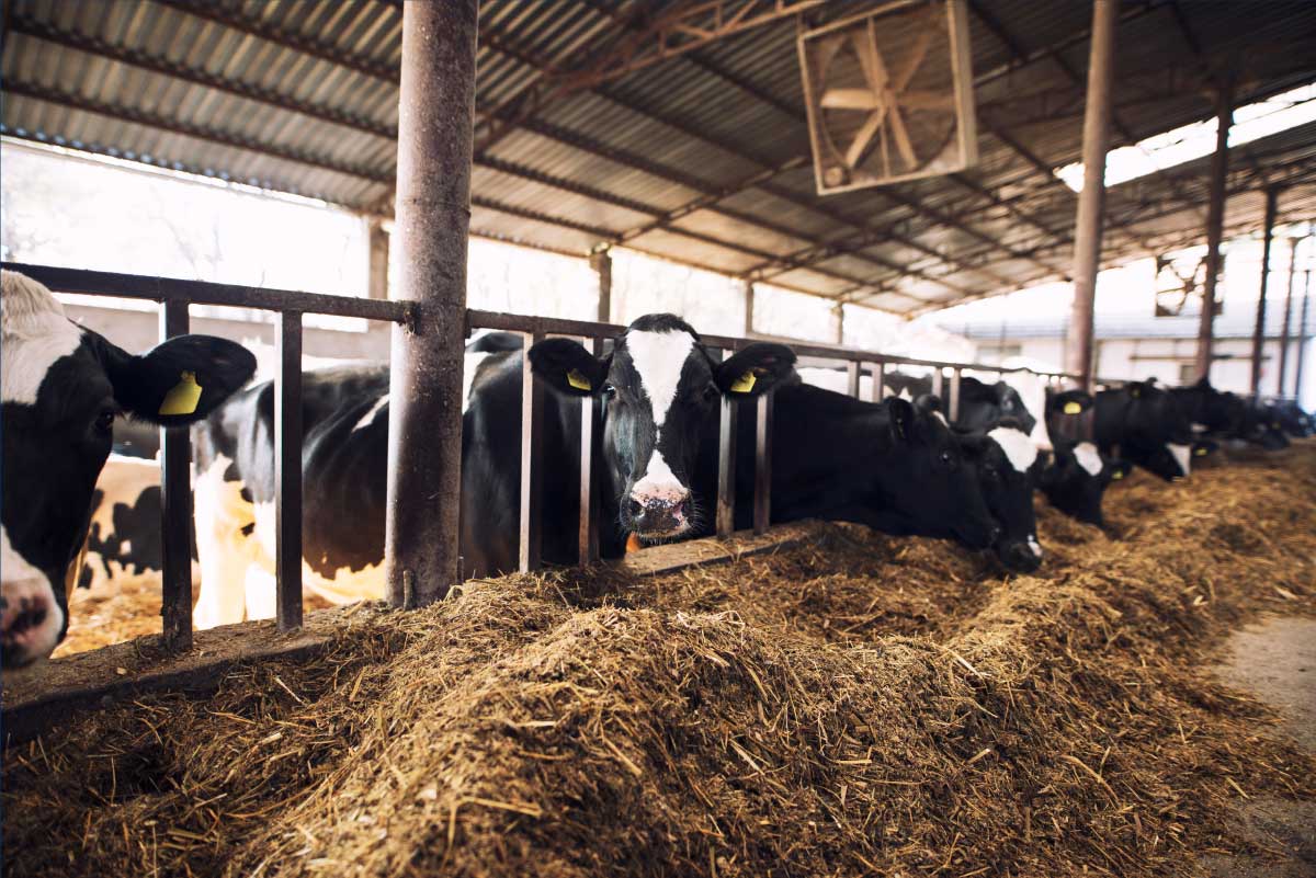 Driving Growth and Food Security: A New Direction for Indonesia’s Livestock Industry 2025–2027
